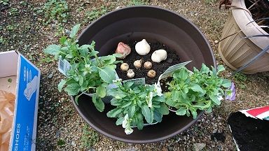 ビオラ チューリップ ムスカリ 黒竜 ヒューケラの寄せ植え 1 節約目当ての家庭菜園