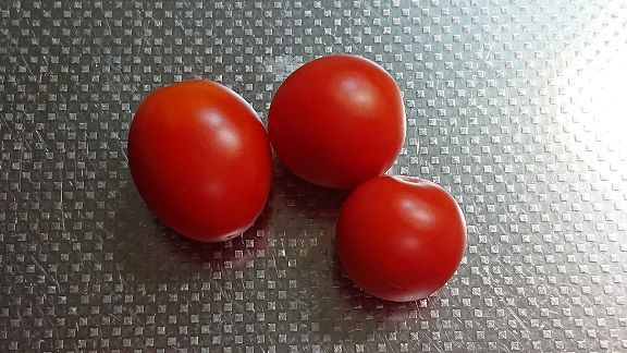 サントリー本気野菜 シュガーミニ 1 6 栽培終了と撤収 節約目当ての家庭菜園