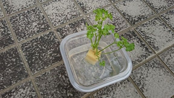 パセリ パラマウント 1 1 早くも失敗した パセリ 節約目当ての家庭菜園