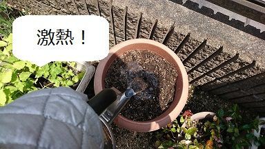 土の再利用 激熱熱湯で殺菌中 節約目当ての家庭菜園