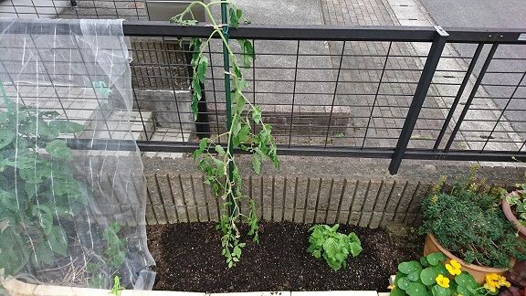 ミニトマト ペペ 黄色 1 1 水耕栽培からの切り替え 節約目当ての家庭菜園