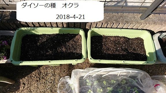 ダイソー オクラ 2 2 防虫ネットを使用する 節約目当ての家庭菜園