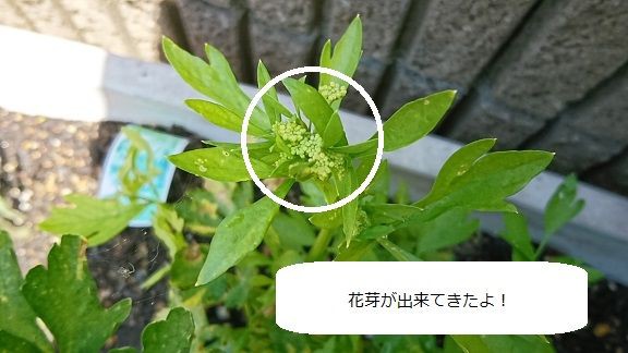 セロリ 2 花芽が出来てきた 節約目当ての家庭菜園