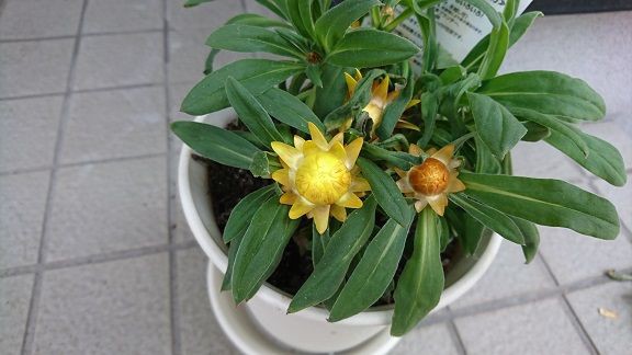 サントリーフラワーズ コロロ 1 不思議なお花 節約目当ての家庭菜園