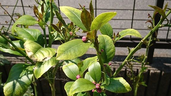 お庭でレモン 13 5月のレモンは開花中 節約目当ての家庭菜園