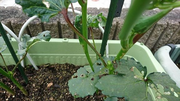 ダイソー オクラ 2 4 虫問題 発生中 節約目当ての家庭菜園