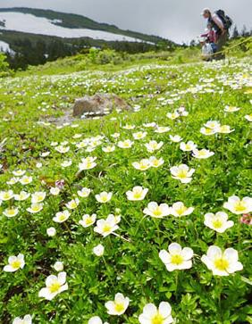 色鮮やかな高山植物見頃 森吉山 登山客が堪能 クラブアルペン情報局