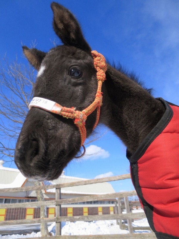 歴代最強かわいい馬 サンデー速報 なんj競馬部
