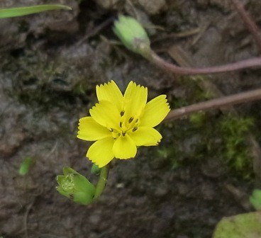 タビラコの仲間 その１ おはなはんの植物観察日誌