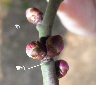梅の花の付き方 おはなはんの植物観察日誌 梅の花の付き方 おはなはんの植物観察日誌