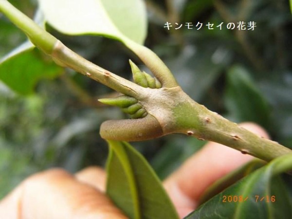 キンモクセイの仲間たち １２ おはなはんの植物観察日誌