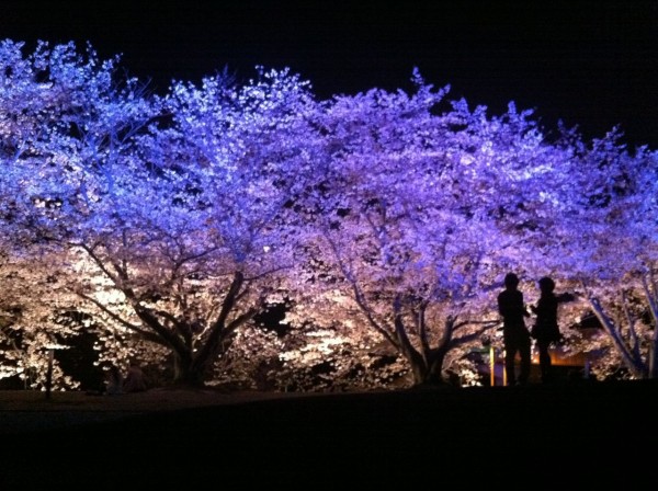 一人で夜桜散歩。 : ミチヲの尺八＆ライフハック ブログ