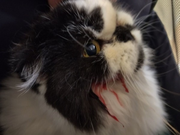 猫の歯肉口内炎と抜歯手術【その③】頬が壊死してほっぺたに穴が開き 