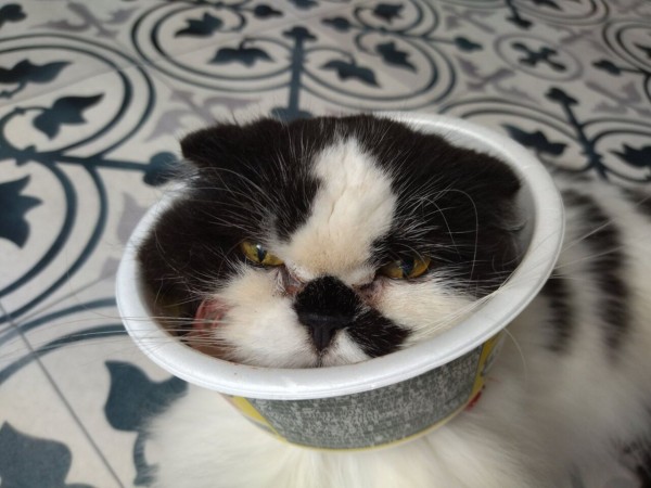 猫の歯肉口内炎と抜歯手術 その 頬が壊死してほっぺたに穴が開きました ていない ていねいじゃない暮らしのブログ Powered By ライブドアブログ