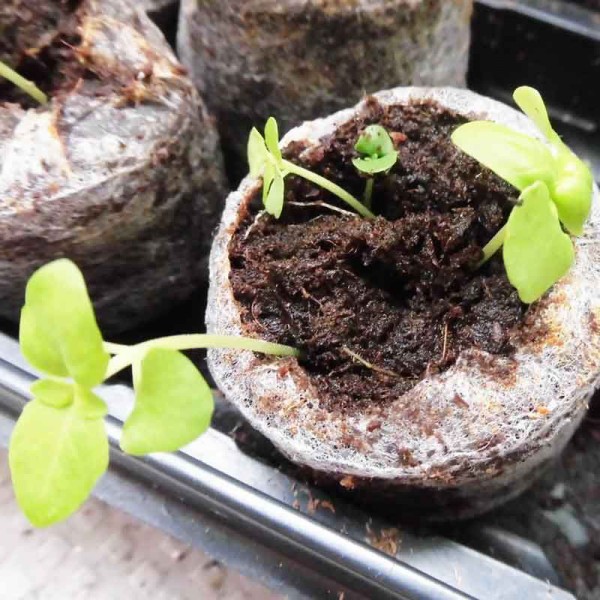 ジフィーに植えたバジルの芽を間引き てくめもとまと トマトとバジル ベランダ家庭菜園