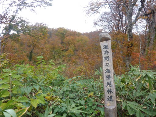 松之山紅葉を求めて４ 野々海高原を歩く 高橋さんの写真館 分館