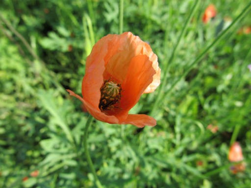 小手指が原の花畑１ 高橋さんの写真館 分館