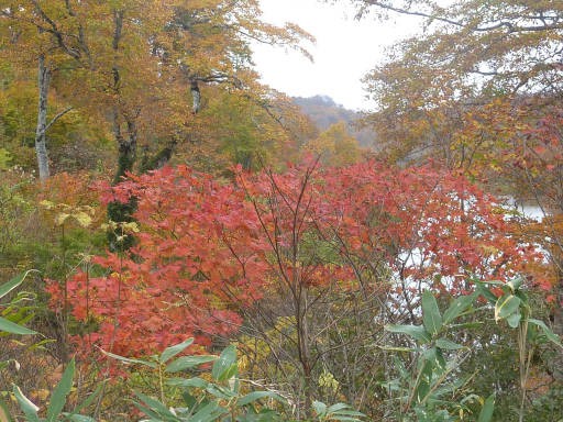 松之山紅葉を求めて４ 野々海高原を歩く 高橋さんの写真館 分館