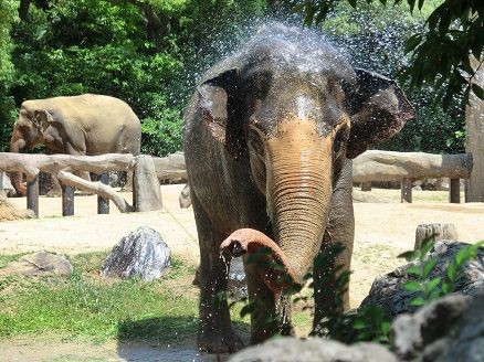 動物君たちの一日 ～ 愛しのラニー博子 ～ : 天王寺動物園スタッフブログ