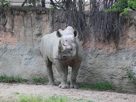 クロサイ トミー を探せっ 天王寺動物園スタッフブログ