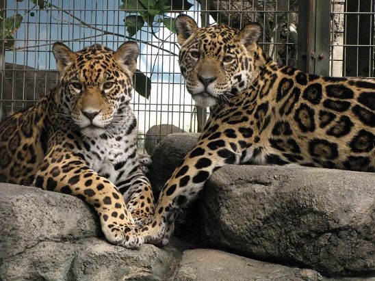 ジャガっ仔お別れ会 開催します 天王寺動物園スタッフブログ