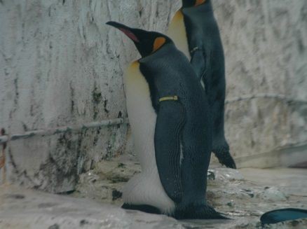 ペンギンだより 天王寺動物園スタッフブログ