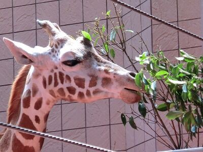 Happy Birthday 今日は幸弥の誕生日 天王寺動物園スタッフブログ