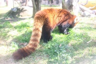 あなたはだぁれ？ @レッサーパンダ : 天王寺動物園スタッフブログ