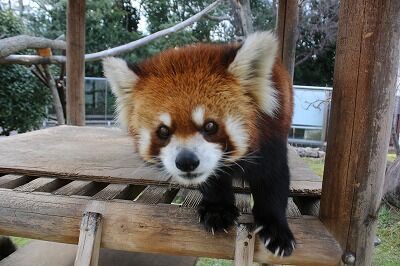 【レッサーパンダ】【2点まとめ】 RED PANDA Ⅱ – SUZUHIRO TAKADA