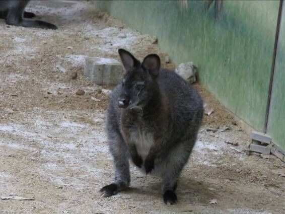 ワラビーが仲間入り 天王寺動物園スタッフブログ