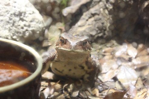 ニホンヒキガエルを探せっ 天王寺動物園スタッフブログ