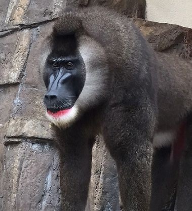 4月生まれさぁ ん 天王寺動物園スタッフブログ