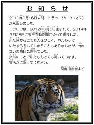 アムールトラの虎二郎 コジロウ が急逝いたしました 天王寺動物園スタッフブログ