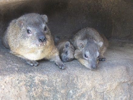 休園日の過ごし方 天王寺動物園スタッフブログ