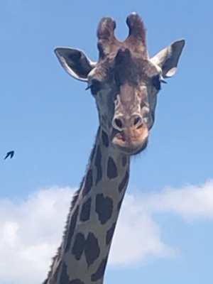 ハルカスが見せる キリンの秘技 天王寺動物園スタッフブログ