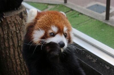 あなたはだぁれ？ @レッサーパンダ : 天王寺動物園スタッフブログ
