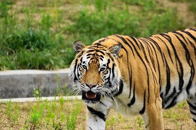 アムールトラ虎二郎の調査に関するご報告 天王寺動物園スタッフブログ