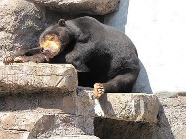 春眠暁を覚えず Zzz 天王寺動物園スタッフブログ