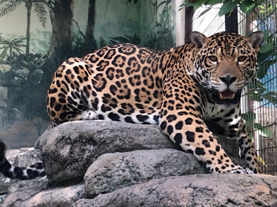 休園日のトライアル ジャガーの同居編 天王寺動物園スタッフブログ