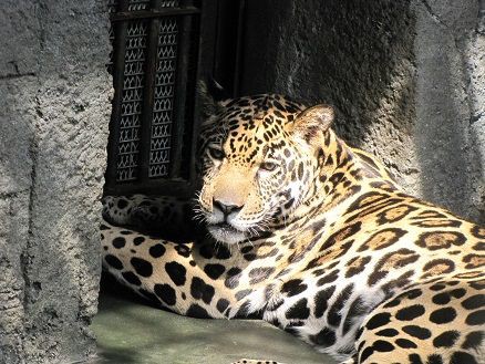 佐助旅立ちの日 天王寺動物園スタッフブログ