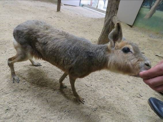 マーラのチュンが亡くなりました 天王寺動物園スタッフブログ
