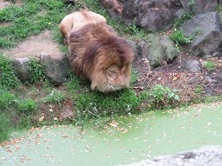 草食系男子 天王寺動物園スタッフブログ