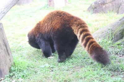 あなたはだぁれ？ @レッサーパンダ : 天王寺動物園スタッフブログ