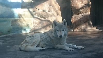 チュウゴクオオカミのチュンサン ご隠居生活 天王寺動物園スタッフブログ