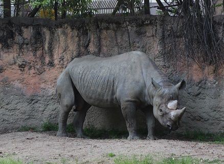 クロサイ トミー を探せっ 天王寺動物園スタッフブログ