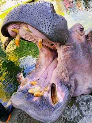 2 15はworld Hippo Day でした カバのお話 天王寺動物園スタッフブログ