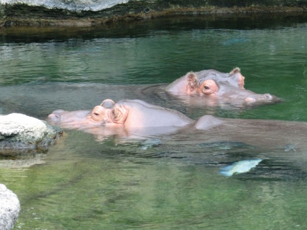 カバの展示を再開します 天王寺動物園スタッフブログ