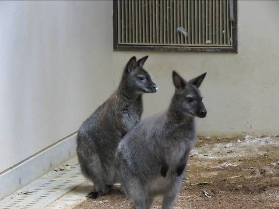 ワラビーが仲間入り 天王寺動物園スタッフブログ