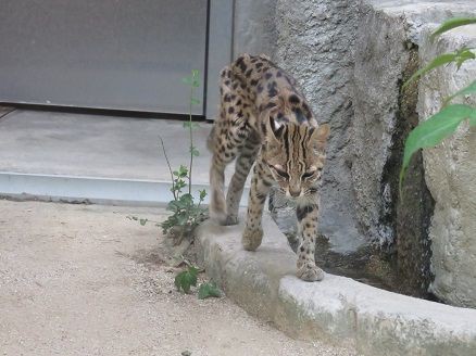 ベンガルヤマネコのセイが亡くなりました : 天王寺動物園スタッフブログ