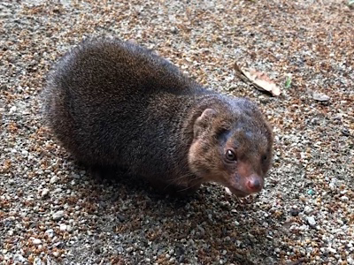 コビトマングースについてのお知らせ 天王寺動物園スタッフブログ